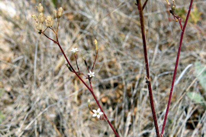 Gilia stellata, Star Gila